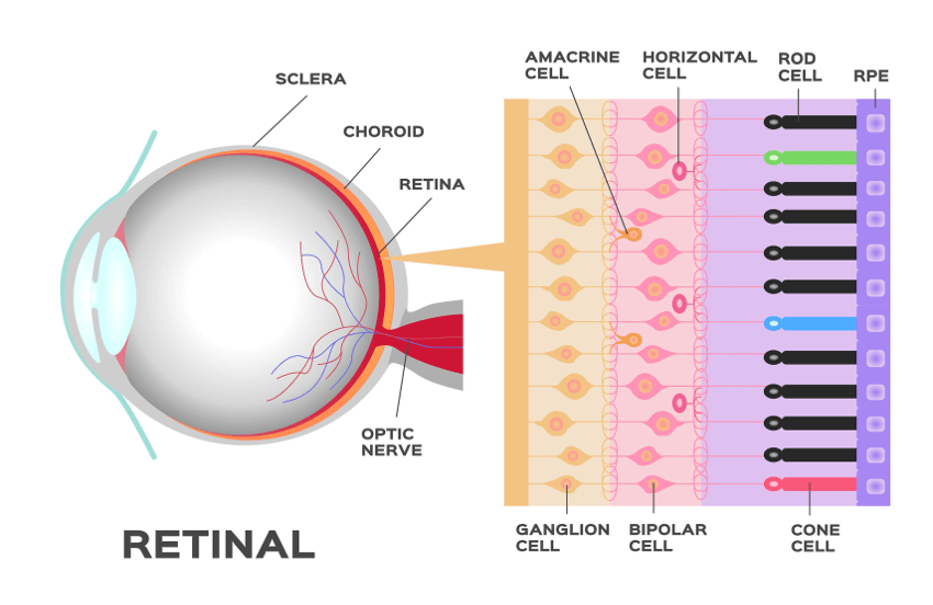 Augenlasern Alter - Ab und bis wann möglich?